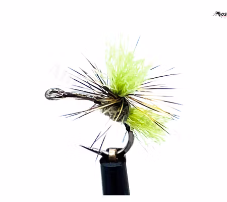 Dynamit Harry Olive #16