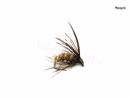 Dark Brown Pupa  #12