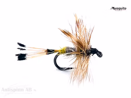 Royal Adams Female #14