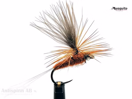 Vespertina Brown #16