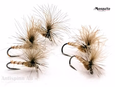 Biot Dun Aurivilli #14