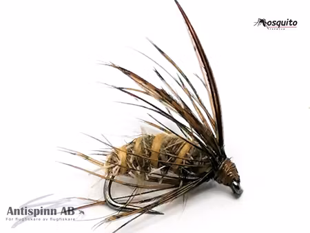 Dark Brown Pupa  #12