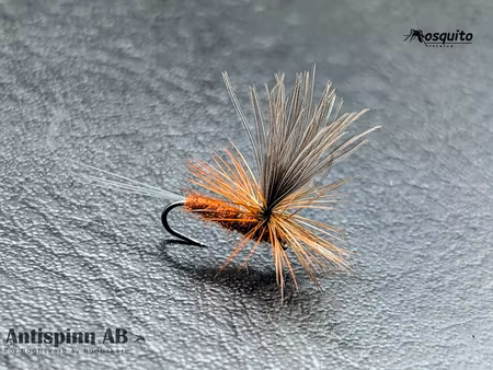 Vespertina Brown #16