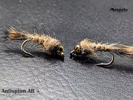 Haröra med guldskalle