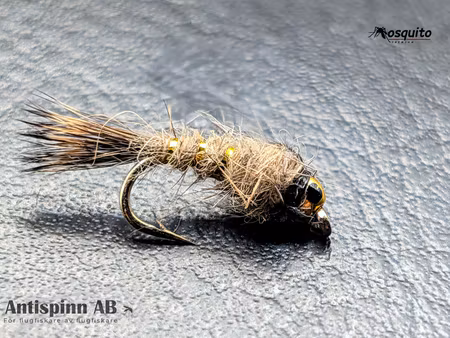 Haröra med guldskalle