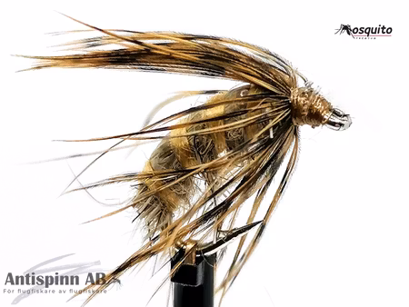 Dark Brown pupa #12
