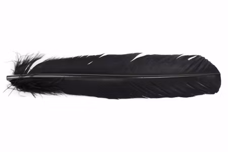 Turkey Broad Wing Quill Veniard