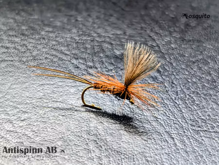 Dagslända Heptagenia