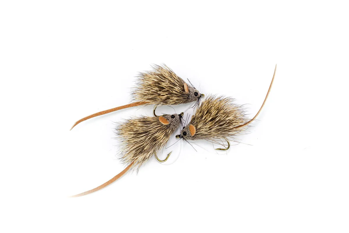 Mouse #6