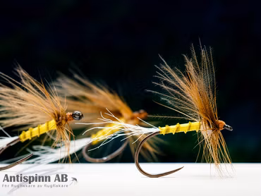 Cripple PMD1 CDC Fly BL #16