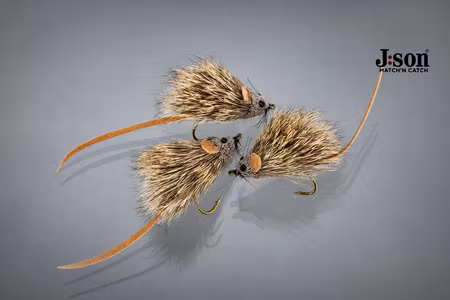 Mouse #6