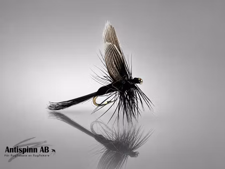 Black Gnat #16