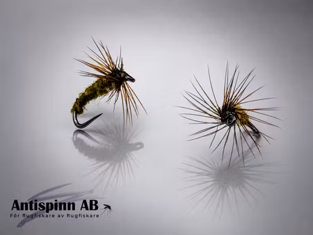 BWO Dun #18