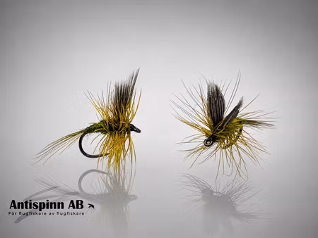 Olive Dun #16