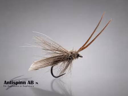 Adult Caddis #16