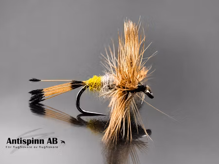 Royal Adams Female #14
