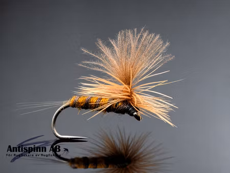 Aurivilli Dun #14