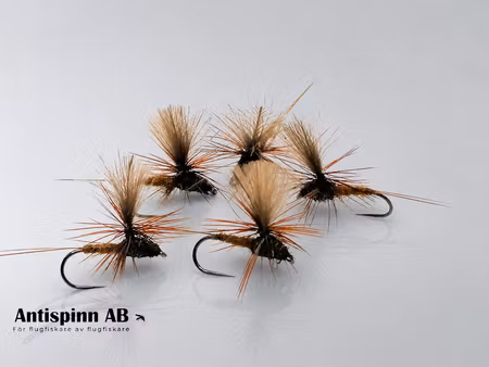 Dagslända Dun Brown