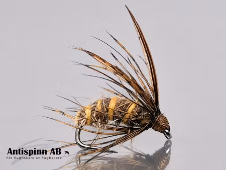 Dark Brown Pupa  #12