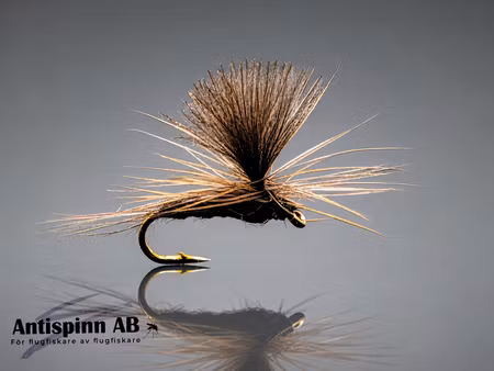 Vespertina Dun  #16