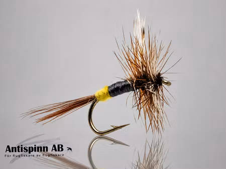 Adams Female #14