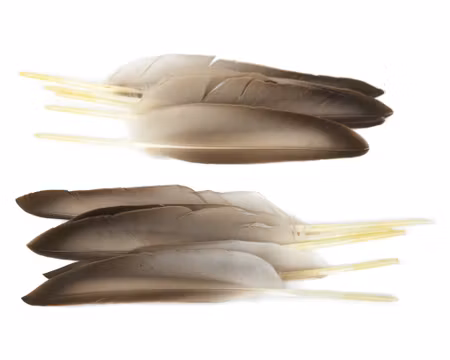 Mallard Duck Wing Quills Veniard
