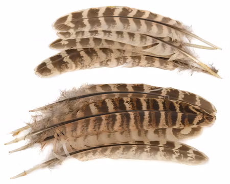Hen Pheasant Wing Quills Veniard