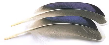 Mallard Duck Wing Quills Blue/White Tips Veniard