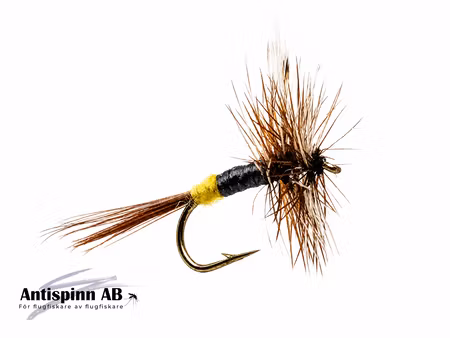 Adams Female #14