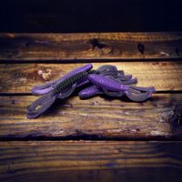 Knuckle Dragger  Happy Violet  (6Pack)
