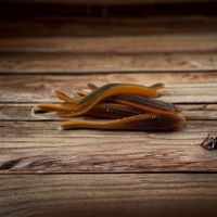 Rib Leech  Black/Orange Uv  (8pack)