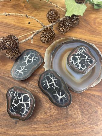 Septarian (Draksten)