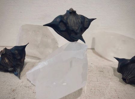 Devil pods frön