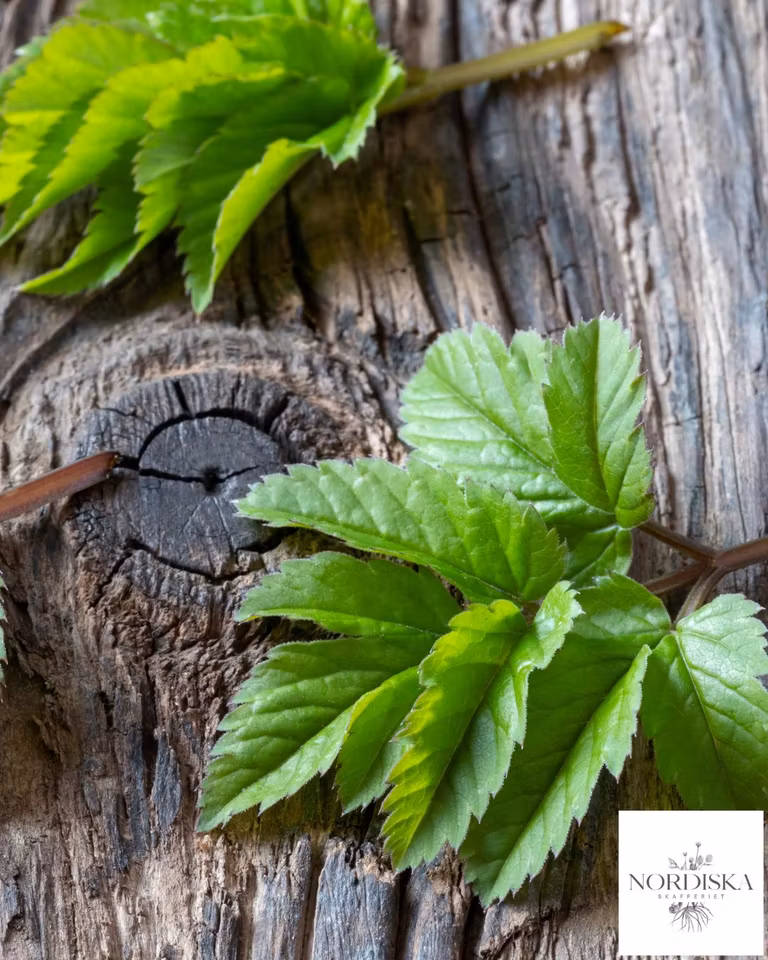 Torkad Kirskålsblad