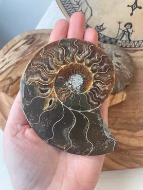 Stora ammonit kristaller