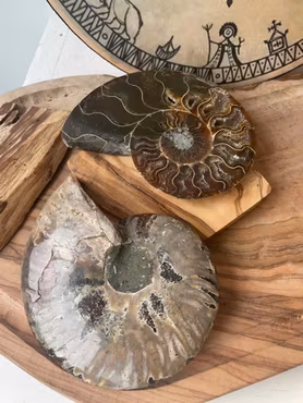 Stora ammonit kristaller