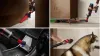 Dyson V16 Piston Animal Submarine Skaftdammsugare