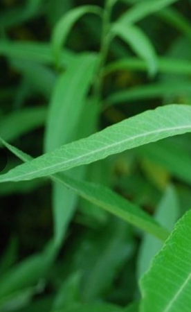 Viltsalix®, Stickling    100 st