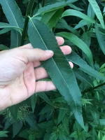 Salix, Stickling    100 st