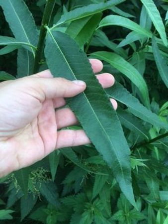 Salix, Stickling    100 st