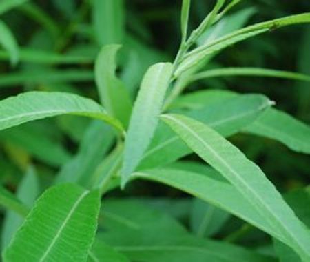 Salix, Stickling    100 st