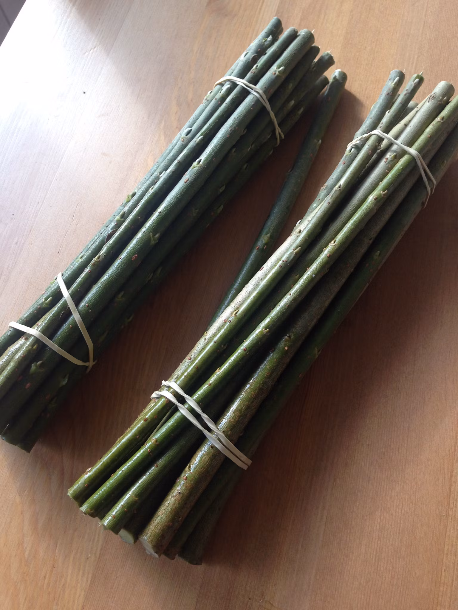 Biodlingsmix av Salix, Stickling    100 st