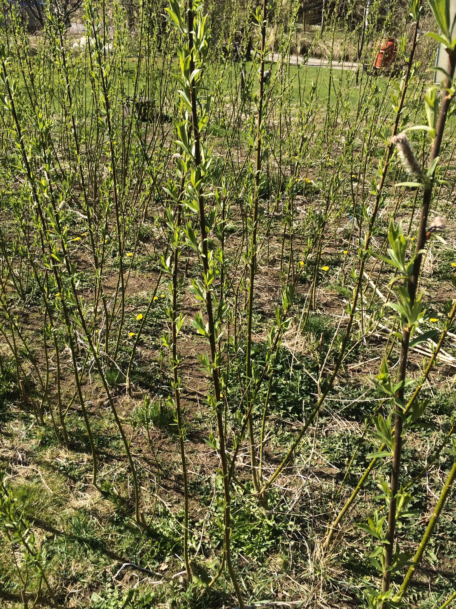 Biodlingsmix av Salix, Stickling    100 st