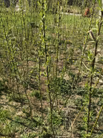 Biodlingsmix av Salix, Stickling    100 st