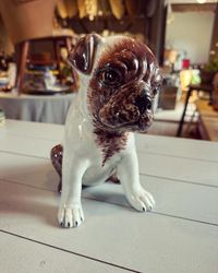 Hund porslin