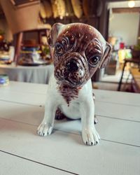 Hund porslin