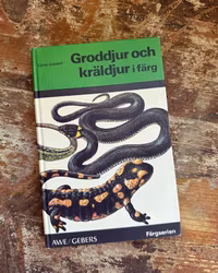 Bok djur