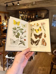 Bok ”insekter i färg”