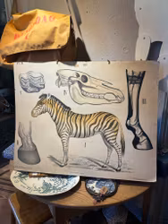 Plansch zebra (endast avhämtning)