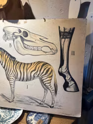 Plansch zebra (endast avhämtning)